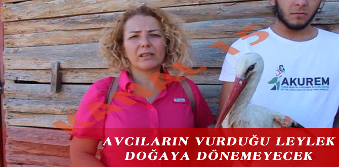 AVCILARIN VURDUĞU LEYLEK, DOĞAYA DÖNEMEYECEK