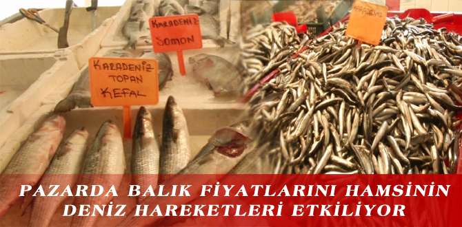 PAZARDA BALIK FİYATLARINI HAMSİNİN DENİZ HAREKETLERİ ETKİLİYOR