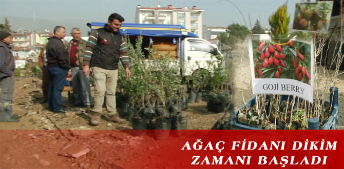 AĞAÇ FİDANI DİKİM ZAMANI BAŞLADI