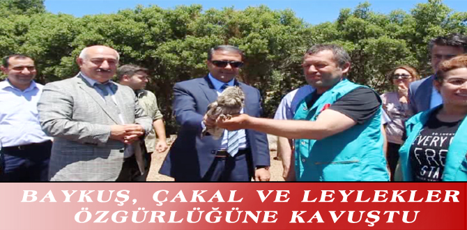 BAYKUŞ, ÇAKAL VE LEYLEKLER ÖZGÜRLÜĞÜNE KAVUŞTU