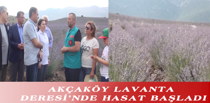 AKÇAKÖY LAVANTA DERESİ’NDE HASAT BAŞLADI