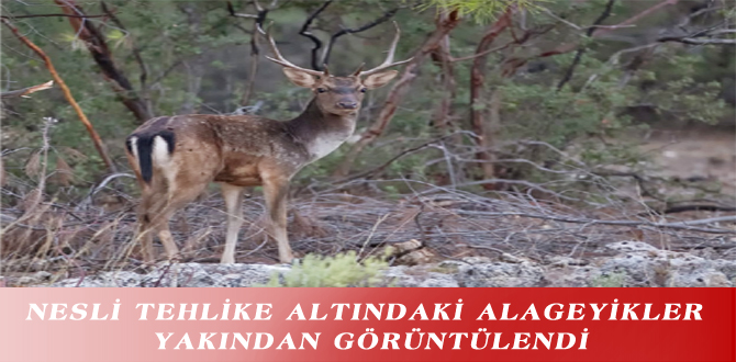 NESLİ TEHLİKE ALTINDAKİ ALAGEYİKLER YAKINDAN GÖRÜNTÜLENDİ