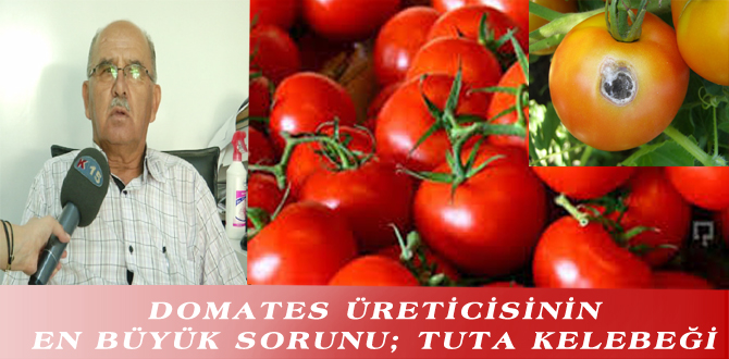 DOMATES ÜRETİCİSİNİN EN BÜYÜK SORUNU; TUTA KELEBEĞİ