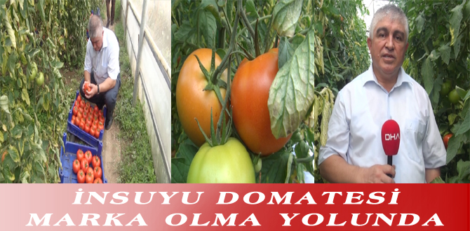 İNSUYU DOMATESİ MARKA OLMA YOLUNDA