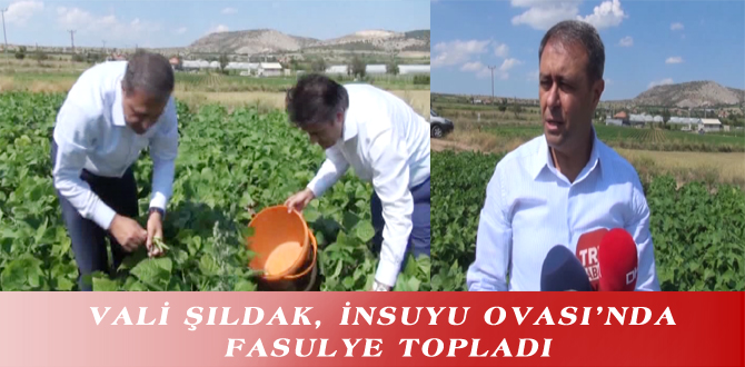 VALİ ŞILDAK, İNSUYU OVASI’NDA FASULYE TOPLADI