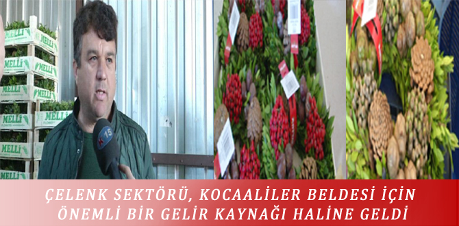 ÇELENK SEKTÖRÜ, KOCAALİLER BELDESİ İÇİN ÖNEMLİ BİR GELİR KAYNAĞI HALİNE GELDİ