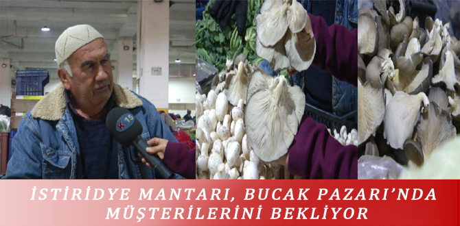 İSTİRİDYE MANTARI, BUCAK PAZARI’NDA MÜŞTERİLERİNİ BEKLİYOR