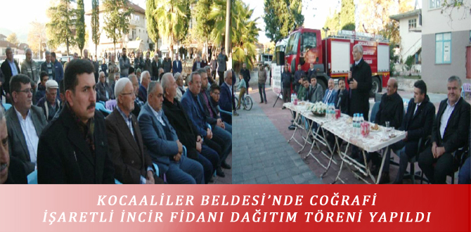 KOCAALİLER BELDESİ’NDE COĞRAFİ İŞARETLİ İNCİR FİDANI DAĞITIM TÖRENİ YAPILDI