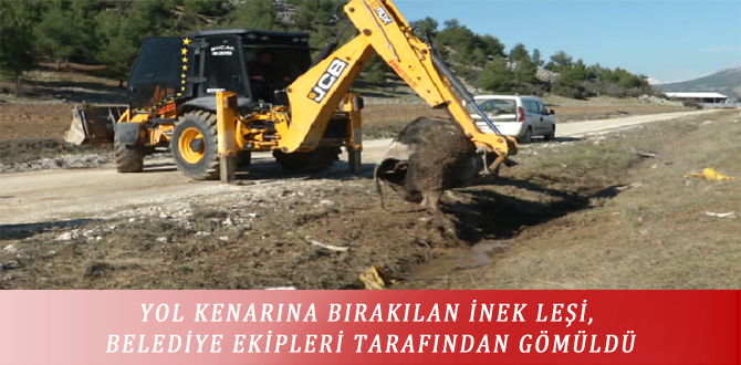 YOL KENARINA BIRAKILAN İNEK LEŞİ, BELEDİYE EKİPLERİ TARAFINDAN GÖMÜLDÜ