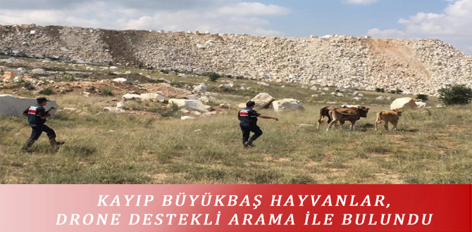 KAYIP BÜYÜKBAŞ HAYVANLAR, DRONE DESTEKLİ ARAMA İLE BULUNDU