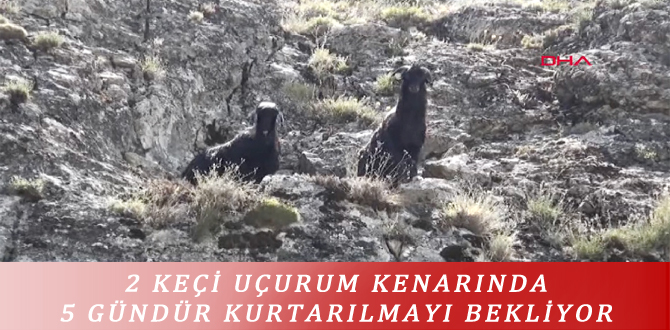 2 KEÇİ UÇURUM KENARINDA 5 GÜNDÜR KURTARILMAYI BEKLİYOR