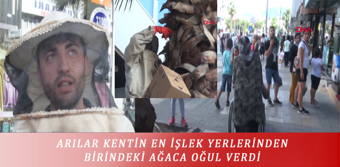 ARILAR KENTİN EN İŞLEK YERLERİNDEN BİRİNDEKİ AĞACA OĞUL VERDİ