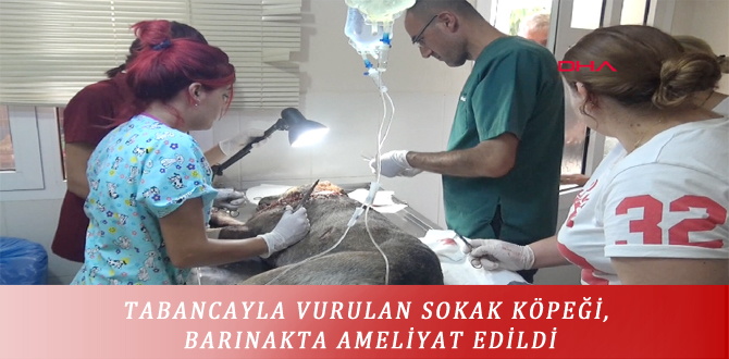 TABANCAYLA VURULAN SOKAK KÖPEĞİ, BARINAKTA AMELİYAT EDİLDİ