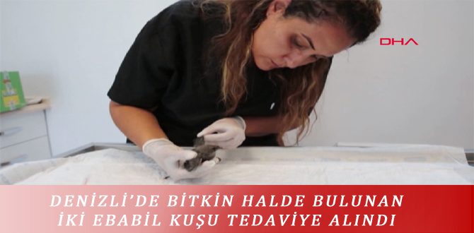 DENİZLİ’DE BİTKİN HALDE BULUNAN İKİ EBABİL KUŞU TEDAVİYE ALINDI