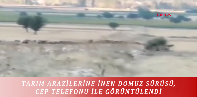 TARIM ARAZİLERİNE İNEN DOMUZ SÜRÜSÜ, CEP TELEFONU İLE GÖRÜNTÜLENDİ