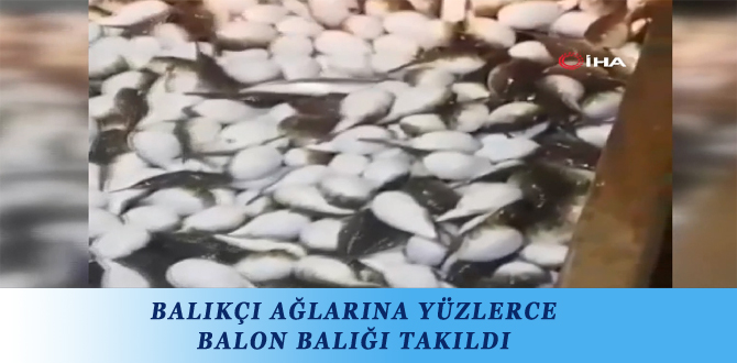 BALIKÇI AĞLARINA YÜZLERCE BALON BALIĞI TAKILDI