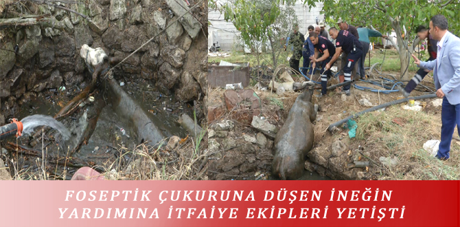 FOSEPTİK ÇUKURUNA DÜŞEN İNEĞİN YARDIMINA İTFAİYE EKİPLERİ YETİŞTİ