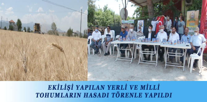 EKİLİŞİ YAPILAN YERLİ VE MİLLİ TOHUMLARIN HASADI TÖRENLE YAPILDI