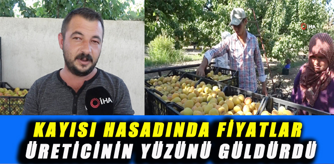 KAYISI HASADINDA FİYATLAR ÜRETİCİNİN YÜZÜNÜ GÜLDÜRDÜ