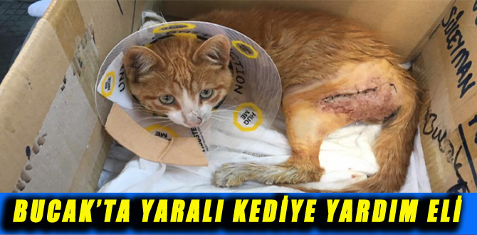 BUCAK’TA YARALI KEDİYE YARDIM ELİ