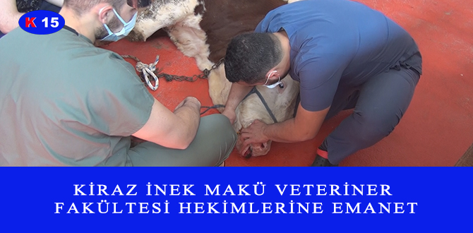 KİRAZ İNEK MAKÜ VETERİNER FAKÜLTESİ HEKİMLERİNE EMANET