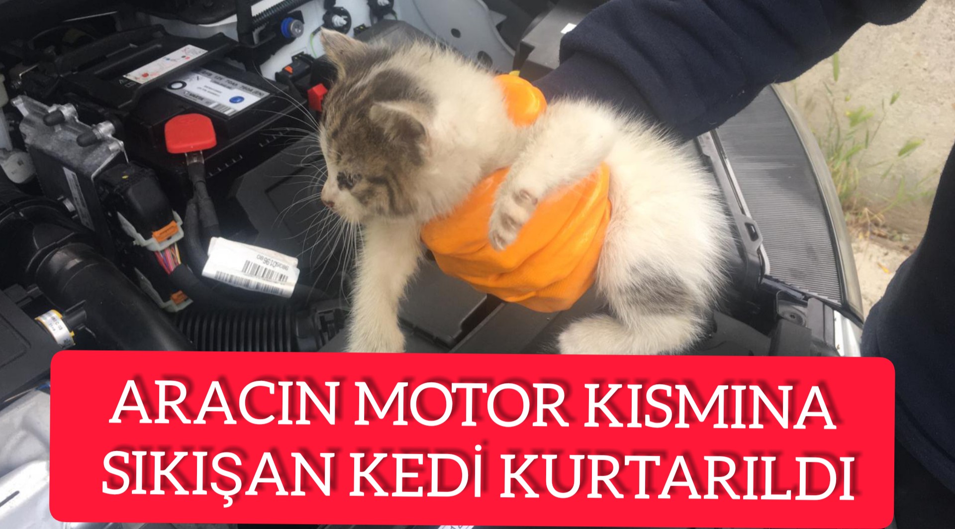 ARACIN MOTOR KISMINA SIKIŞAN KEDİ KURTARILDI