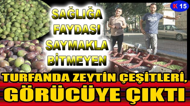 TURFANDA ZEYTİN ÇEŞİTLERİ, GÖRÜCÜYE ÇIKTI